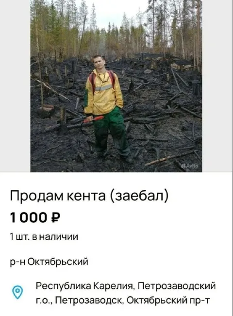 Продам кента на Avito