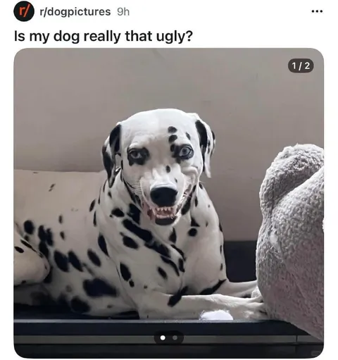 Is My Dog Really That Ugly?