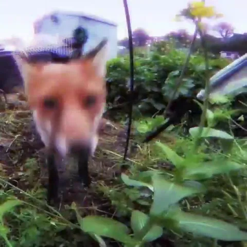 Кот идёт прямо в камеру
