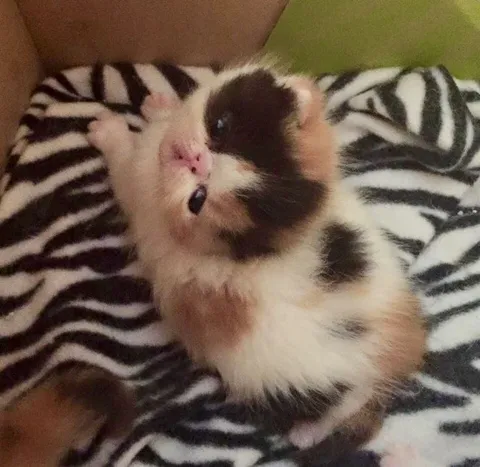 Перевёрнутый сонный котёнок
