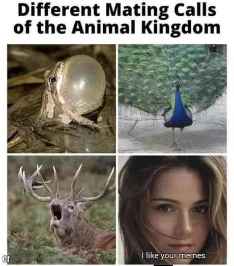 Different Mating Calls of the Animal Kingdom