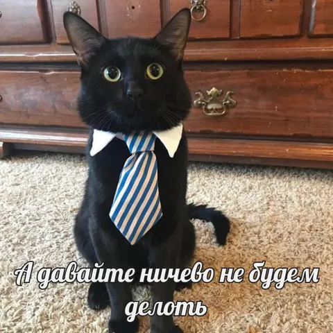 Кот предлагает ничего не делать