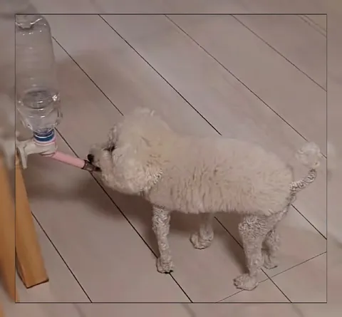 Кот пьёт из бутылки