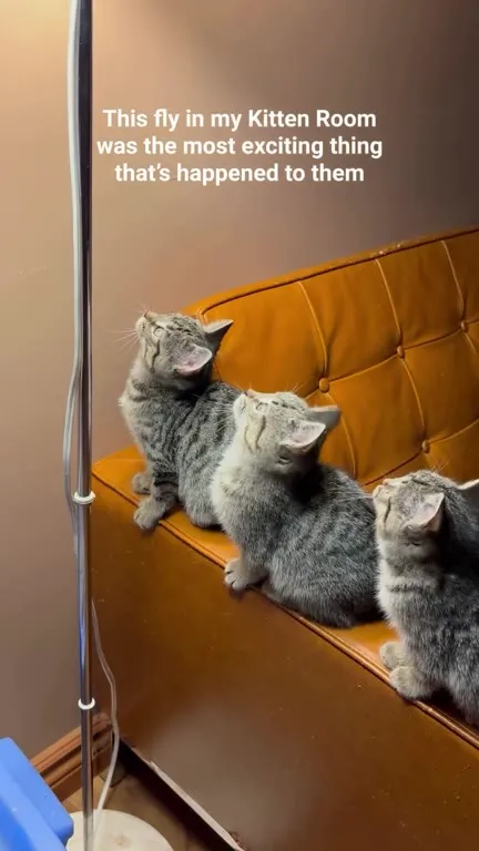 The Fly in the Kitten Room
