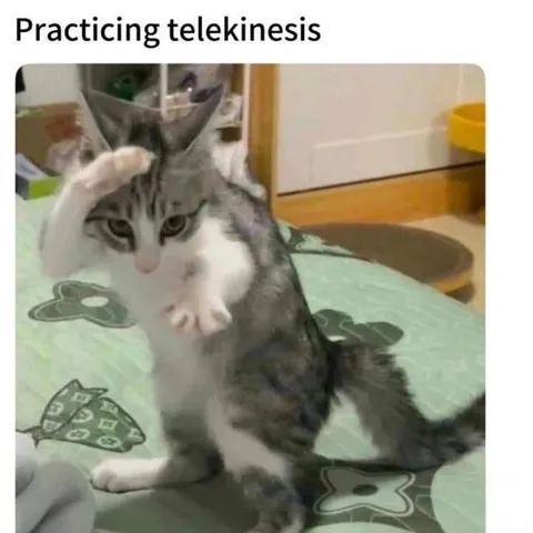 Cat Practicing Telekinesis