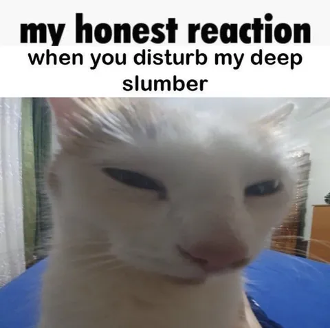White Cat Honest Reaction
