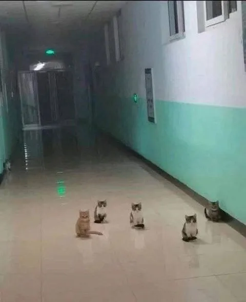 Коты в затопленном коридоре