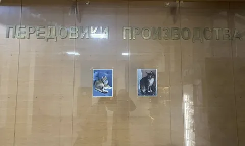 Передовица производства с котами