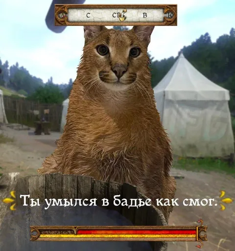 Кот после купания