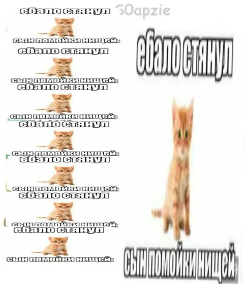 Кот стянул ебало