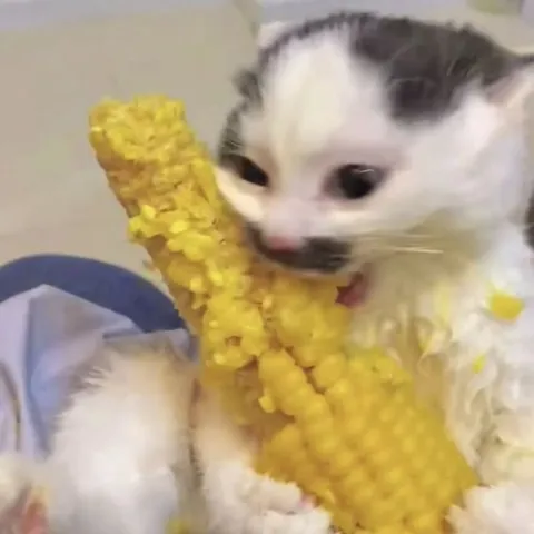 Котёнок ест кукурузу