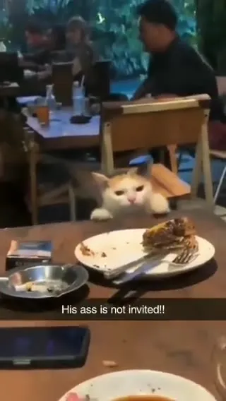Cat Is Not Invited to Dinner