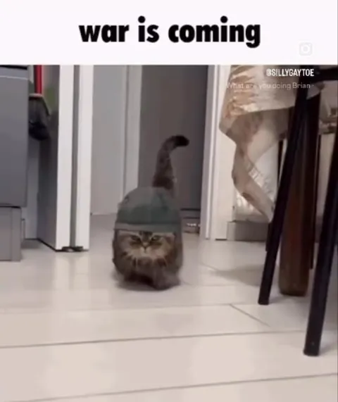War Is Coming Cat