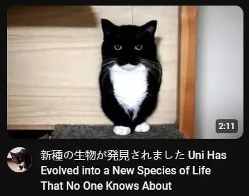 Кот — новый вид жизни