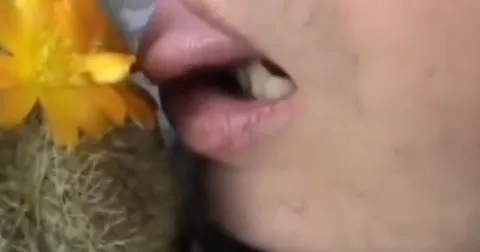 Мужчина нюхает цветущий кактус
