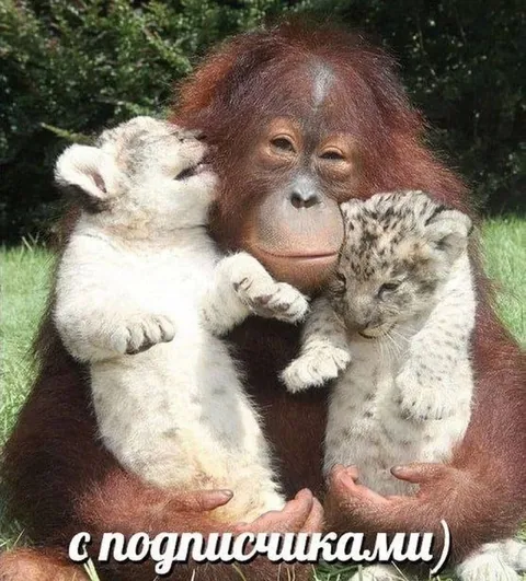 Орангутан с подписчиками