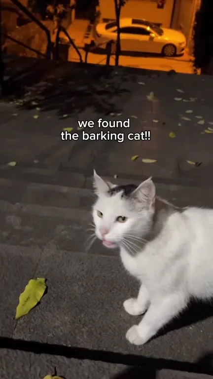 We Found the Barking Cat