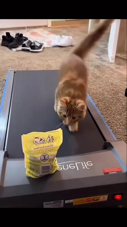 Kitten Walks Toward Treats