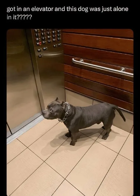 Dog Alone in the Elevator
