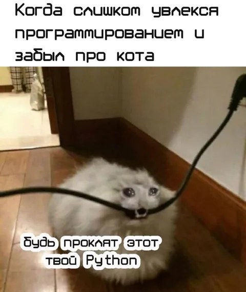 Кот проклинает программиста