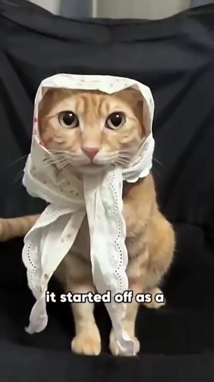 This Little Kitten Has a Story