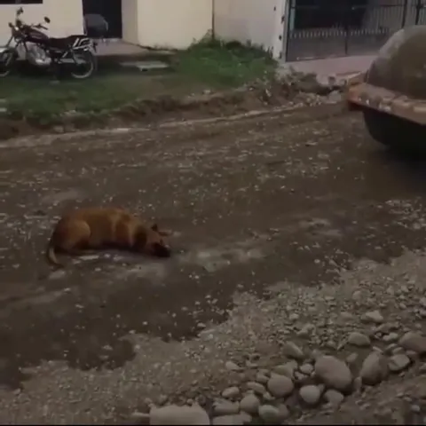 Perro atrapado en la aplanadora