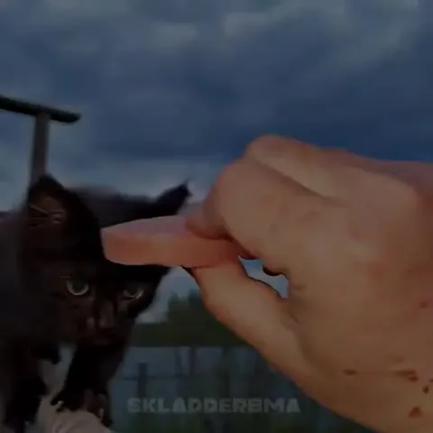 Кот несёт колбасу по канату