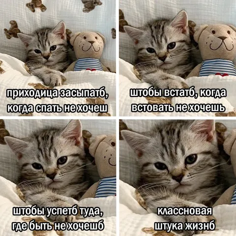 Кот не хочет спать и вставать