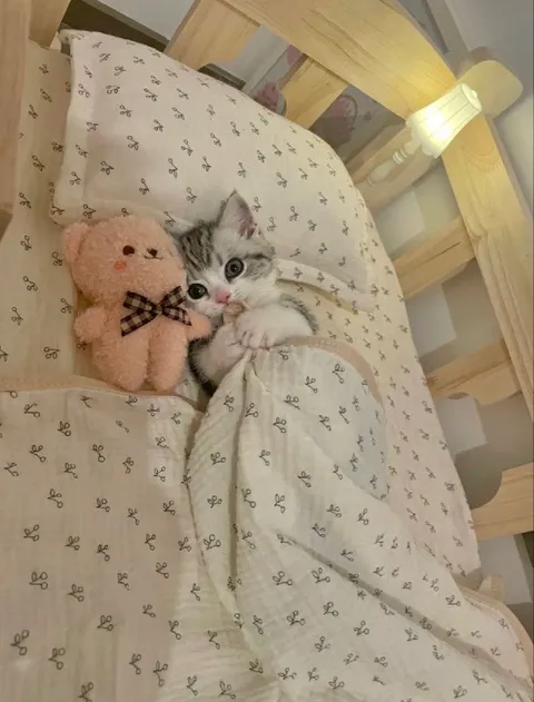 Котёнок спит с игрушкой