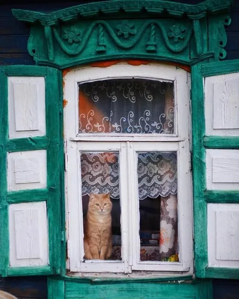 Кот смотрит из окна