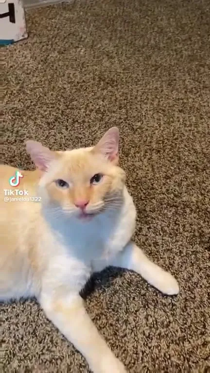 Кот что-то возмущённо говорит