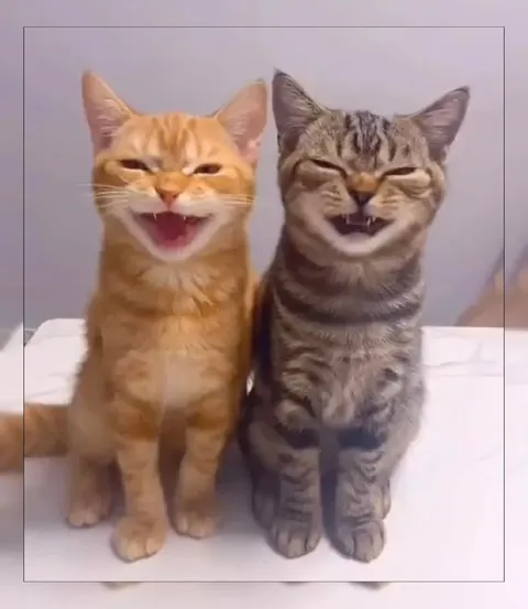Два смеющихся кота
