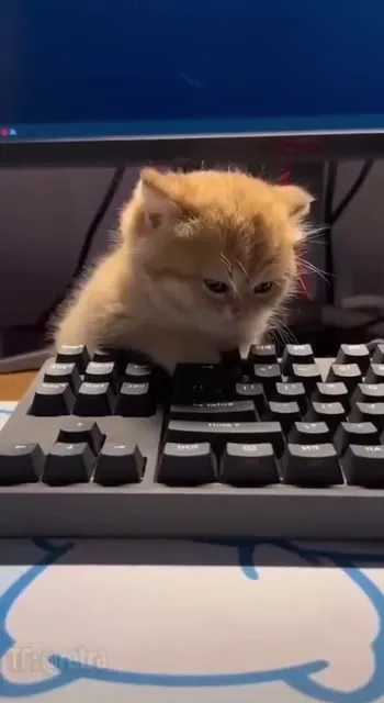 Котёнок печатает и преображается