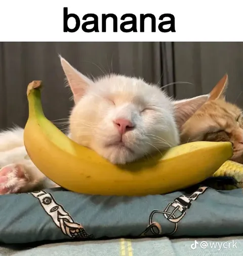 Cat in a Banana Hammock