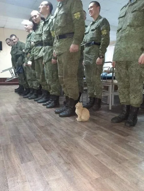 Кот среди солдат