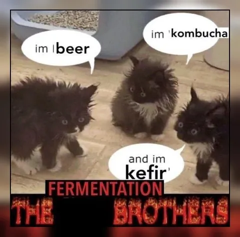 Fermentation Brothers Cats