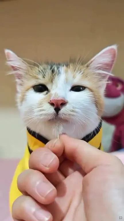 Кот в костюме миньона наслаждается музыкой