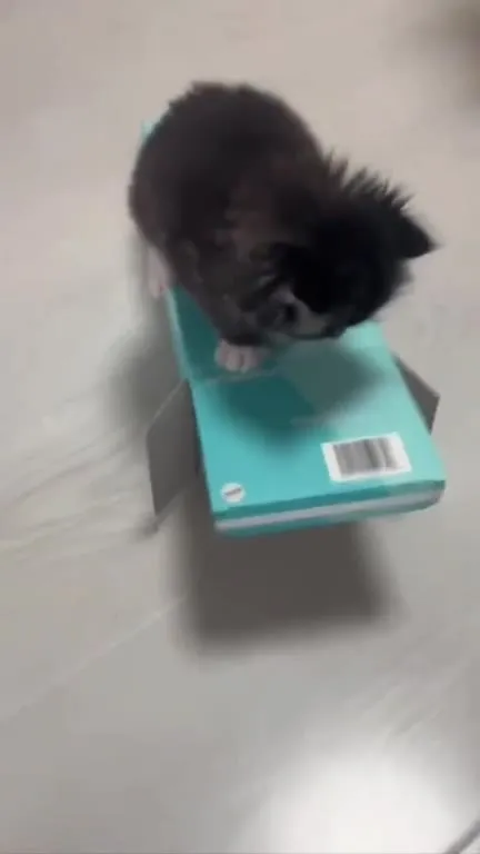 Котёнок на коробке