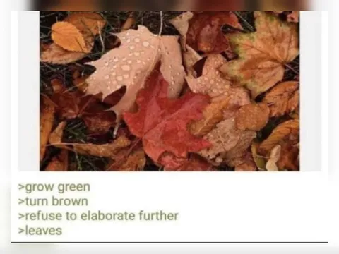 Leaves Refuse to Elaborate