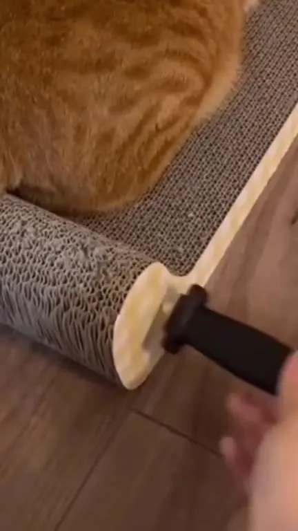 Кот понял, что его чешут