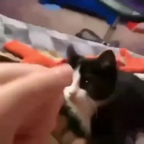 Кот недовольно принимает ласку