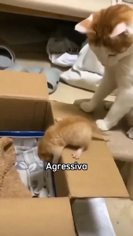 Gata que odeia absolutamente tudo
