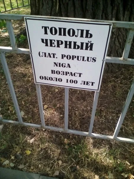 Тополь с латинской ошибкой