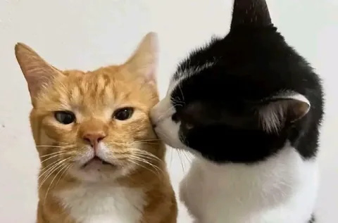 Кот целует недовольного кота