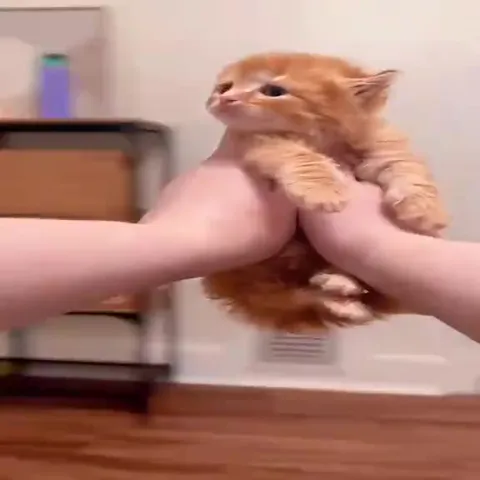 Кошачий марафон странных ситуаций