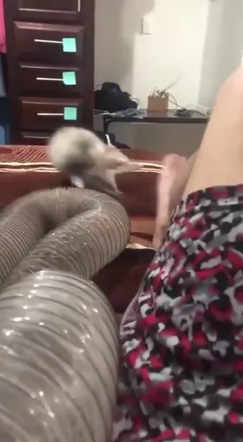 Ferret Gets the Dark Souls Death Screen