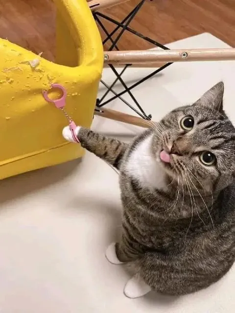 Кот не отпускает игрушку