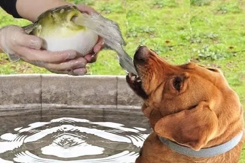 Собака пьёт из рыбы