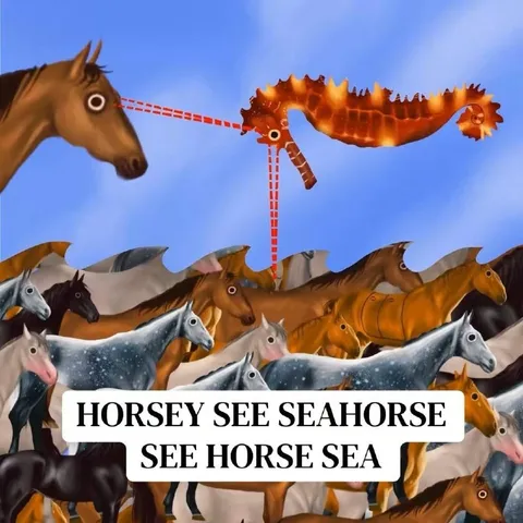 Horsey Sees a Seahorse