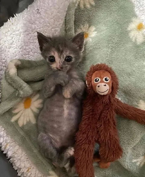 Котёнок и плюшевая обезьяна